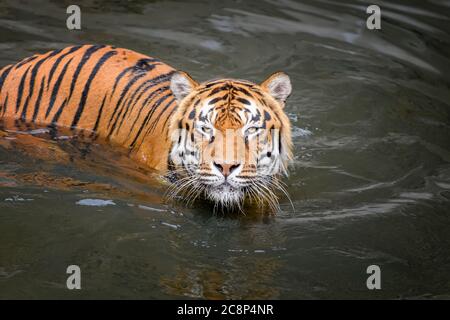 Tiger swimming in water pond. Wild animal in the nature habitat Stock Photo