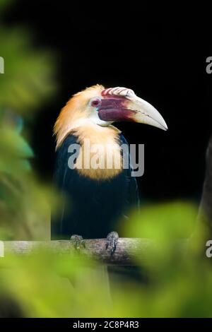 Papuan Hornbill, Blyth's hornbill (Rhyticeros plicatus). Beautiful jungle hornbill, wildlife scene of nature