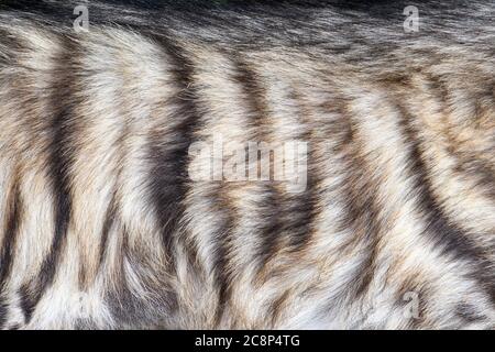 Closeup real hyena skin texture. Fur background texture image background Stock Photo