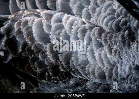 Black swan wing feather texture background Stock Photo