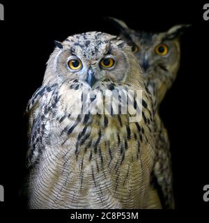Close up two owl portrait on dark background Stock Photo