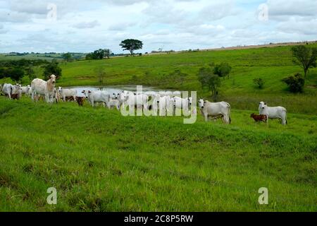 cattle Nelore, bovine originating in India and race representing 85% of the Brazilian cattle for meat production on farm. Brazil Stock Photo