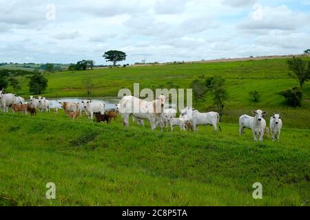 cattle Nelore, bovine originating in India and race representing 85% of the Brazilian cattle for meat production on farm. Brazil Stock Photo