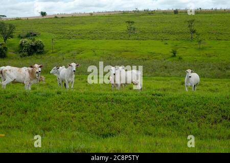 cattle Nelore, bovine originating in India and race representing 85% of the Brazilian cattle for meat production on farm. Brazil Stock Photo