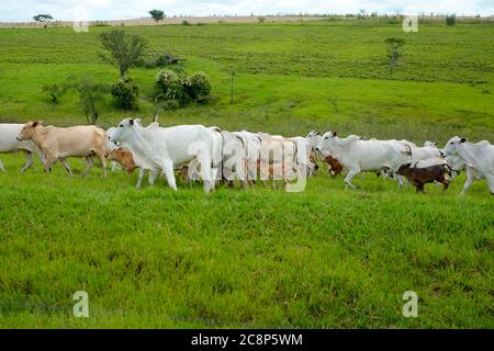 cattle Nelore, bovine originating in India and race representing 85% of the Brazilian cattle for meat production on farm. Brazil Stock Photo