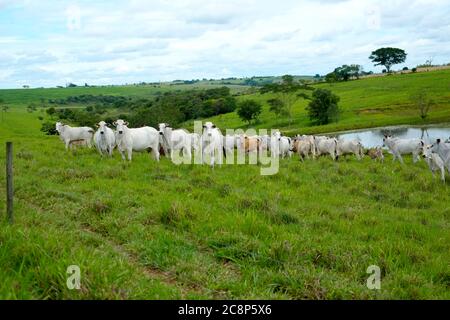 cattle Nelore, bovine originating in India and race representing 85% of the Brazilian cattle for meat production on farm. Brazil Stock Photo