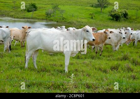 cattle Nelore, bovine originating in India and race representing 85% of the Brazilian cattle for meat production on farm. Brazil Stock Photo