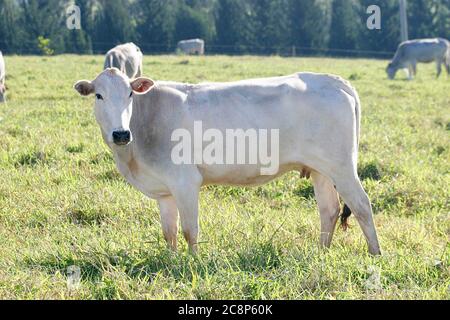 cattle Nelore, bovine originating in India and race representing 85% of the Brazilian cattle for meat production on farm. Brazil Stock Photo