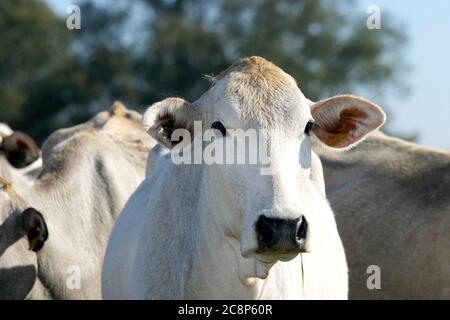 cattle Nelore, bovine originating in India and race representing 85% of the Brazilian cattle for meat production on farm. Brazil Stock Photo