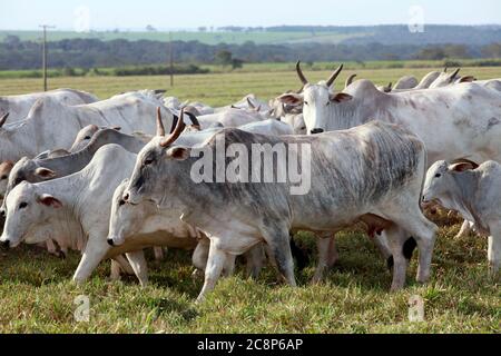 cattle Nelore, bovine originating in India and race representing 85% of the Brazilian cattle for meat production on farm. Brazil Stock Photo