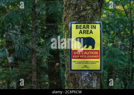 Sign warning that there is a bear in the area affixed to a tree in the forest near the town of Squamish, British Columbia, Canada. Stock Photo