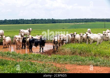 cattle Nelore, bovine originating in India and race representing 85% of the Brazilian cattle for meat production on farm. Brazil Stock Photo