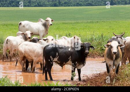 cattle Nelore, bovine originating in India and race representing 85% of the Brazilian cattle for meat production on farm. Brazil Stock Photo