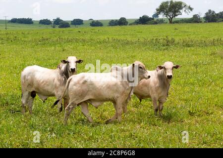 cattle Nelore, bovine originating in India and race representing 85% of the Brazilian cattle for meat production on farm. Brazil Stock Photo