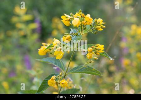 Lysimachia vulgaris, yellow loosestrife flowers in garden macro selective focus Stock Photo
