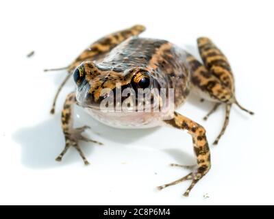 Sarasota, USA, 26 July  2020 - An Eastern Spadefoot Toad (Scaphiopus holbrookii) in Sarasota, Florida.  Credit:  Enrique Shore/Alamy Stock Photo Stock Photo