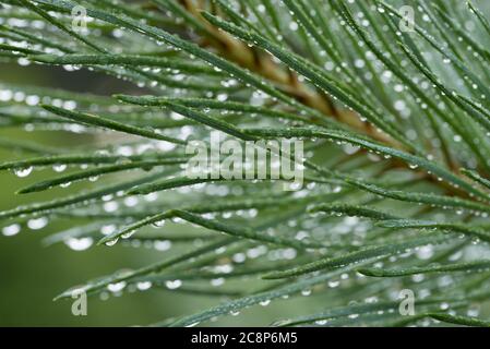 water drops on pine tree needles closeup selective focus Stock Photo