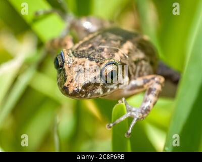 Sarasota, USA, 26 July  2020 - An Eastern Spadefoot Toad (Scaphiopus holbrookii) in Sarasota, Florida.  Credit:  Enrique Shore/Alamy Stock Photo Stock Photo