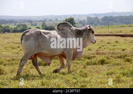 large white brahman bull in the field on countryside of Brazil Stock Photo