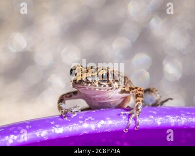 Sarasota, USA, 26 July  2020 - An Eastern Spadefoot Toad (Scaphiopus holbrookii) in Sarasota, Florida.  Credit:  Enrique Shore/Alamy Stock Photo Stock Photo