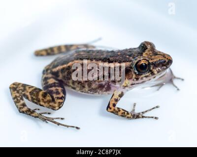 Sarasota, USA, 26 July  2020 - An Eastern Spadefoot Toad (Scaphiopus holbrookii) in Sarasota, Florida.  Credit:  Enrique Shore/Alamy Stock Photo Stock Photo