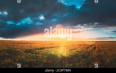 Sunshine During Sunset Above Rural Landscape With Blooming Canola Colza Flowers. Sun Shining In Dramatic Sky At Sunrise Above Spring Agricultural Stock Photo