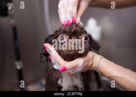 Close up of unrecognizable female groomer massaging head of adorable small dog while bathing it with shampoo Stock Photo