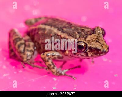 Sarasota, USA, 26 July  2020 - An Eastern Spadefoot Toad (Scaphiopus holbrookii) in Sarasota, Florida.  Credit:  Enrique Shore/Alamy Stock Photo Stock Photo