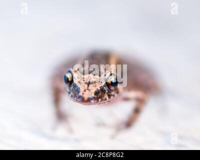 Sarasota, USA, 26 July  2020 - An Eastern Spadefoot Toad (Scaphiopus holbrookii) in Sarasota, Florida.  Credit:  Enrique Shore/Alamy Stock Photo Stock Photo