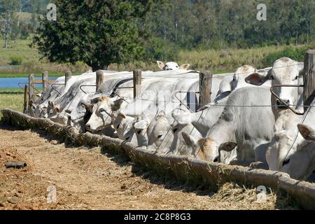 cattle Nellore in confinement on a farm in countryside of Brazil. Cattle for fattening. Stock Photo