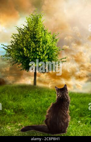 composite of a cat in a meadow and a tree Stock Photo