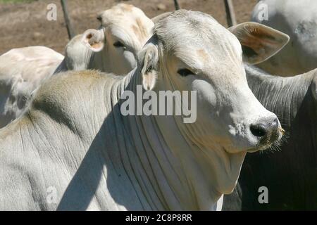 cattle Nellore in confinement on a farm in countryside of Brazil. Cattle for fattening. Stock Photo