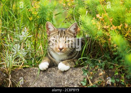 Cute young tabby cat looking to camera whilst resting on a rock with out of focus foliage in background and foreground. Much Hadham, England. UK Stock Photo