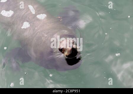 The harbor (or harbour) seal (Phoca vitulina), also known as the common seal swimming on Pacific ocean Stock Photo