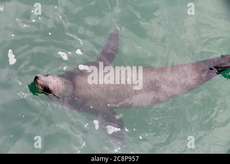 The harbor (or harbour) seal (Phoca vitulina), also known as the common seal swimming on Pacific ocean Stock Photo