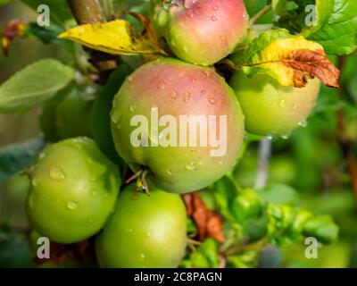 green apples on a tree with rain drops Stock Photo