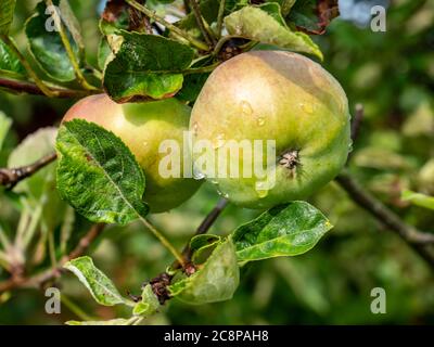 green apples on a branch Stock Photo