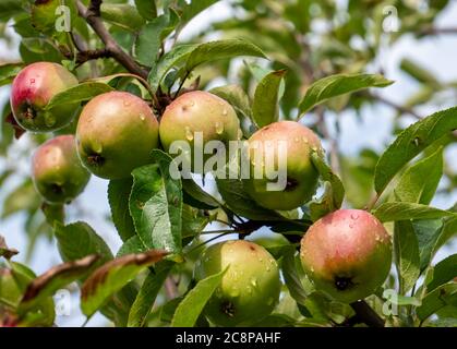 apples on tree with water drops Stock Photo