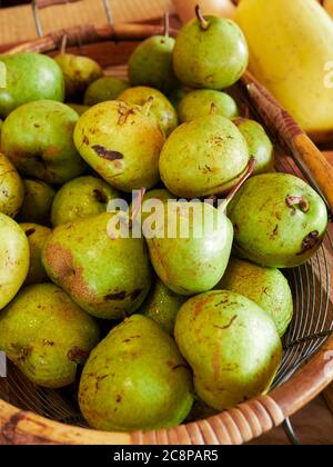 Fresh picked bartlett pears, a fresh fruit, in a basket at a farm market. Stock Photo