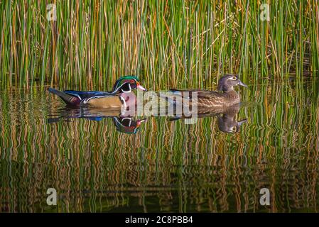 Male and female Wood Ducks swimming in the marsh with reeds reflecting in the water Stock Photo