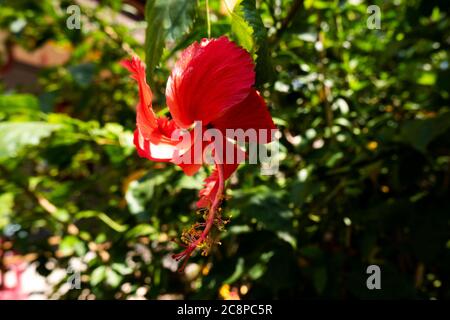 close up view of red hibiscus flower plant in garden green leaves blurred background