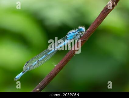 A mature Common blue Damselfly resting on a thin branch. Stock Photo