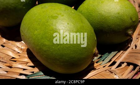 close up view of green or raw mangoes gathering in bamboo bucket which are filling out on the trees, where they can be left to ripen, but are also per Stock Photo
