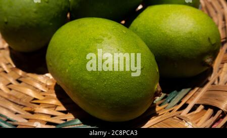 close up view of green or raw mangoes gathering in bamboo bucket which are filling out on the trees, where they can be left to ripen, but are also per Stock Photo
