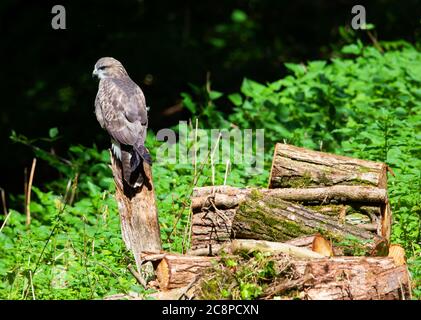 A newly fledged Common Buzzard in a small wood in the Cotswolds Stock Photo