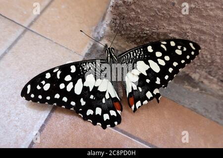 A close up side view of beautiful butterfly with colorful patterns in wings spreading on floor Stock Photo