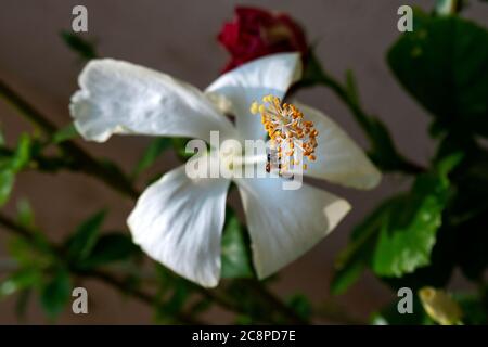 close up view of white hibiscus flower & honey bee in garden background flower & leaves blurred