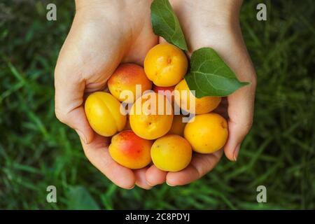 Freshly harvested apricots in hands. Close up. Stock Photo