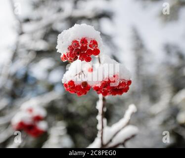 Winter berries in the white mountains, New Hampshire Stock Photo