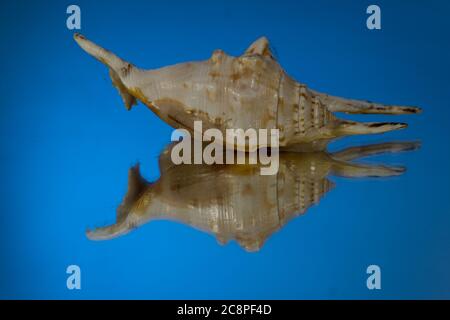small seasnail shell, broken by the sea. Blue Mirror Stock Photo